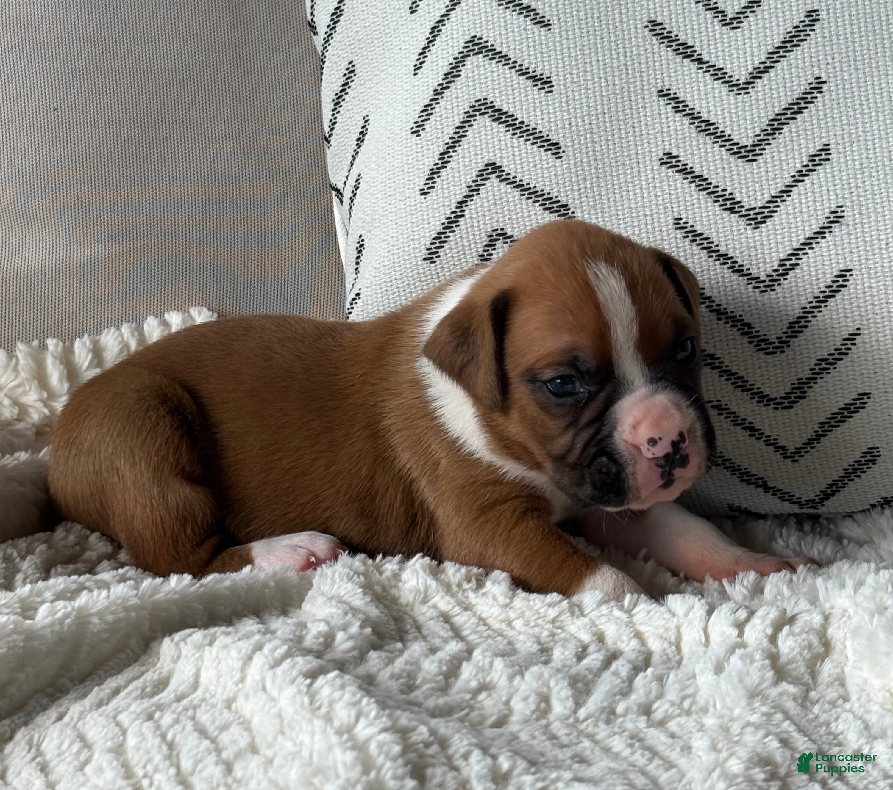 Boxer dogs Charlie - Ad 1