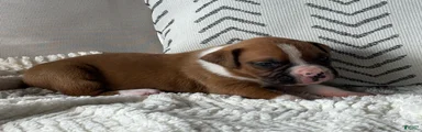 Charlie