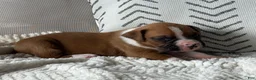 Boxer dogs for sale: Charlie - Ad 1