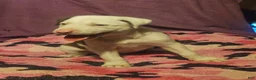 Border Collie dogs for sale: Suzy - Ad 11