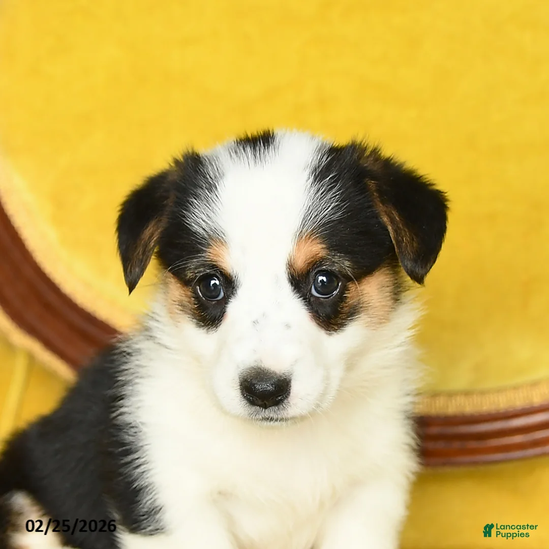 Welsh Corgi Pembroke dogs for sale: Tiffany - Ad 5