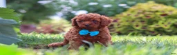 Miniature Poodle dogs for sale: Milo - Ad 3