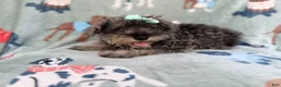 Miniature Schnauzer dogs for sale: Piper - Ad 7
