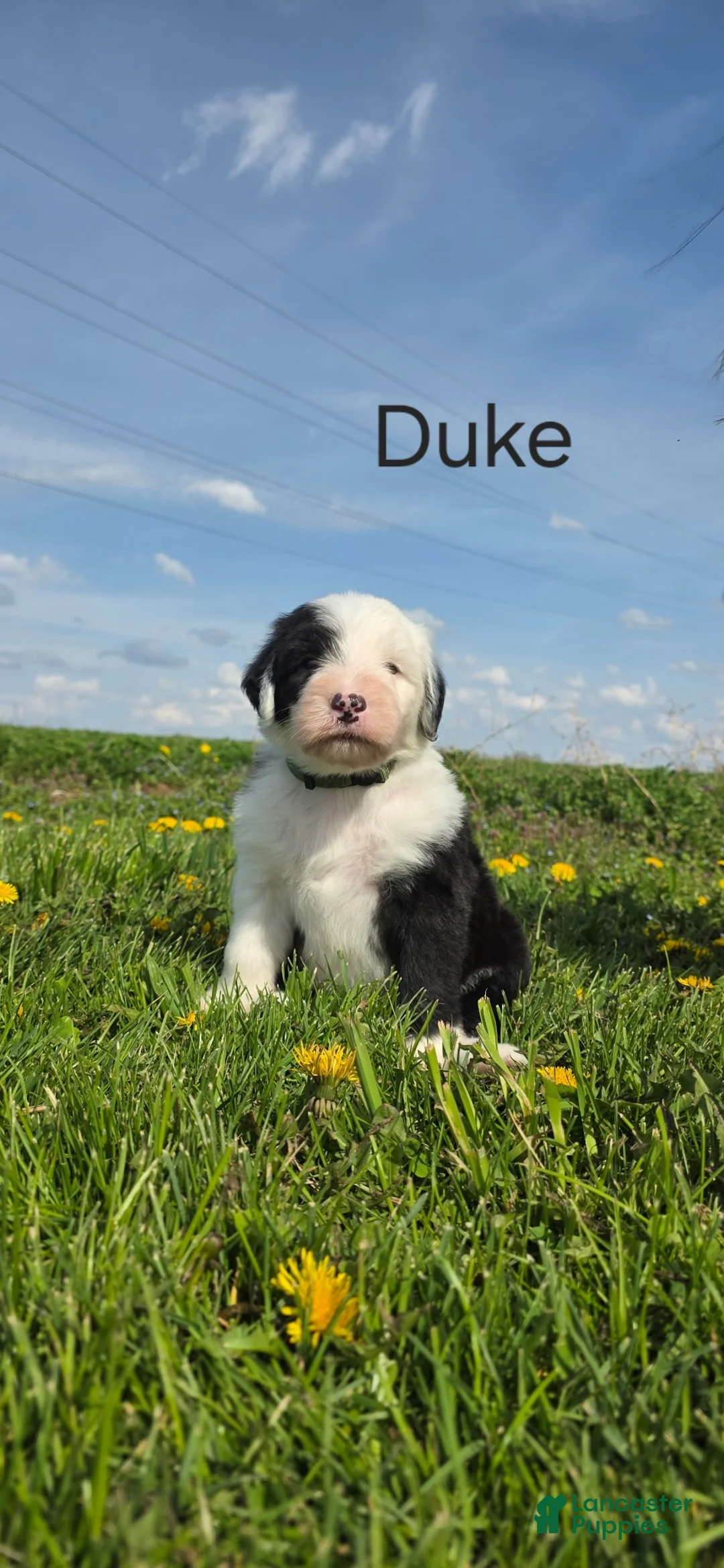 Old English Sheepdog dogs for sale: Duke  - Ad 1