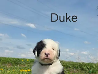 Old English Sheepdog dogs Duke - Ad 3