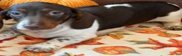 Miniature Dachshund dogs for sale: John - Ad 4