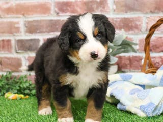 Bernese Mountain Dog dogs Nutcracker - Ad 28