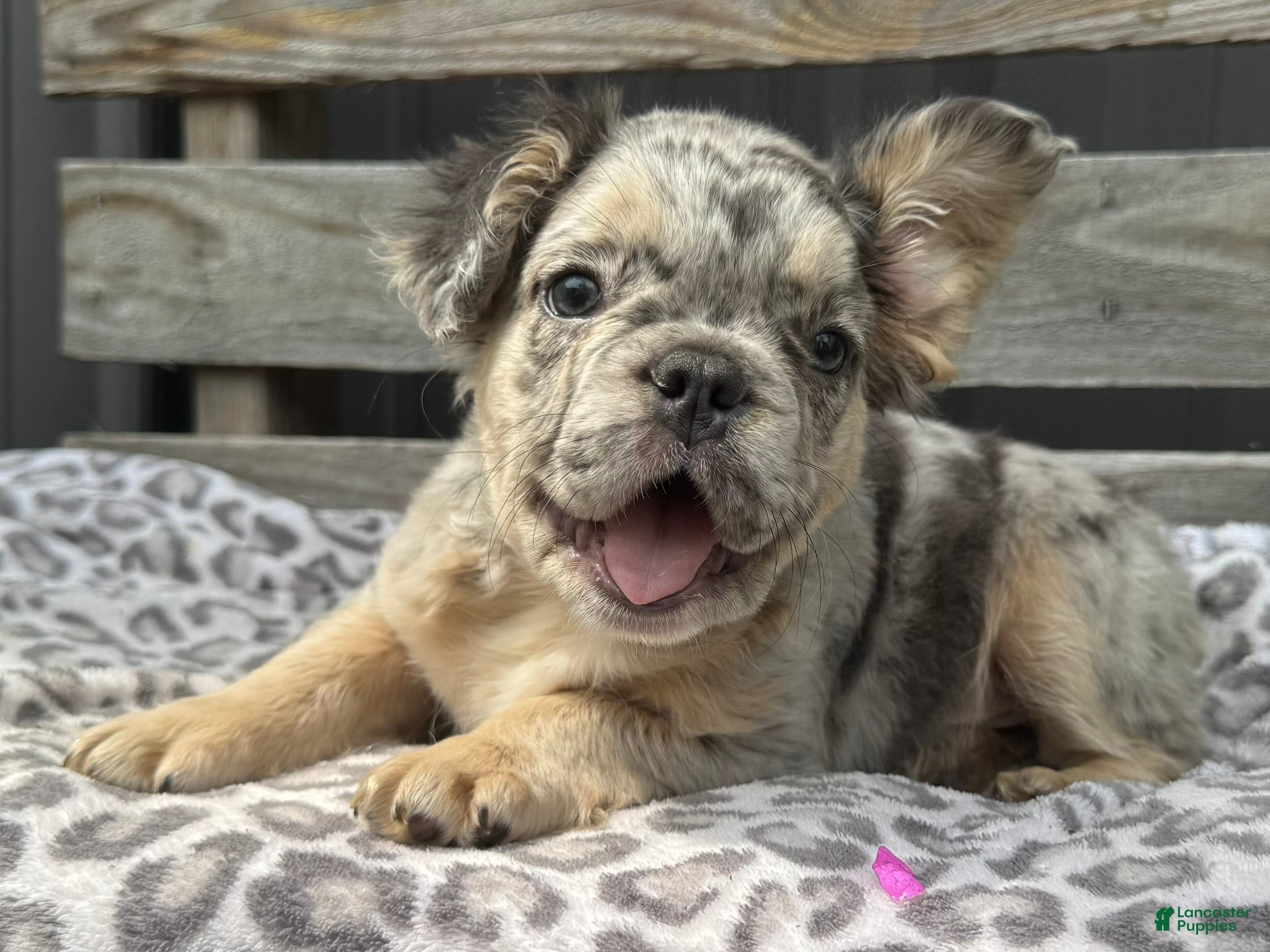 French Bulldog dogs Faron - Ad 1