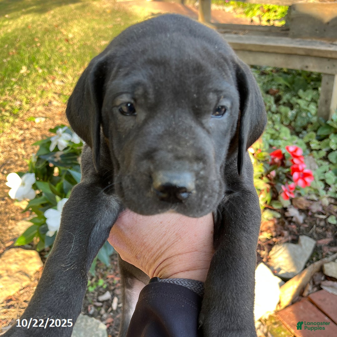 Great Dane dogs for sale: Tippy - Ad 7