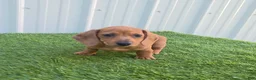 Miniature Dachshund dogs for sale: Betsy - Ad 3