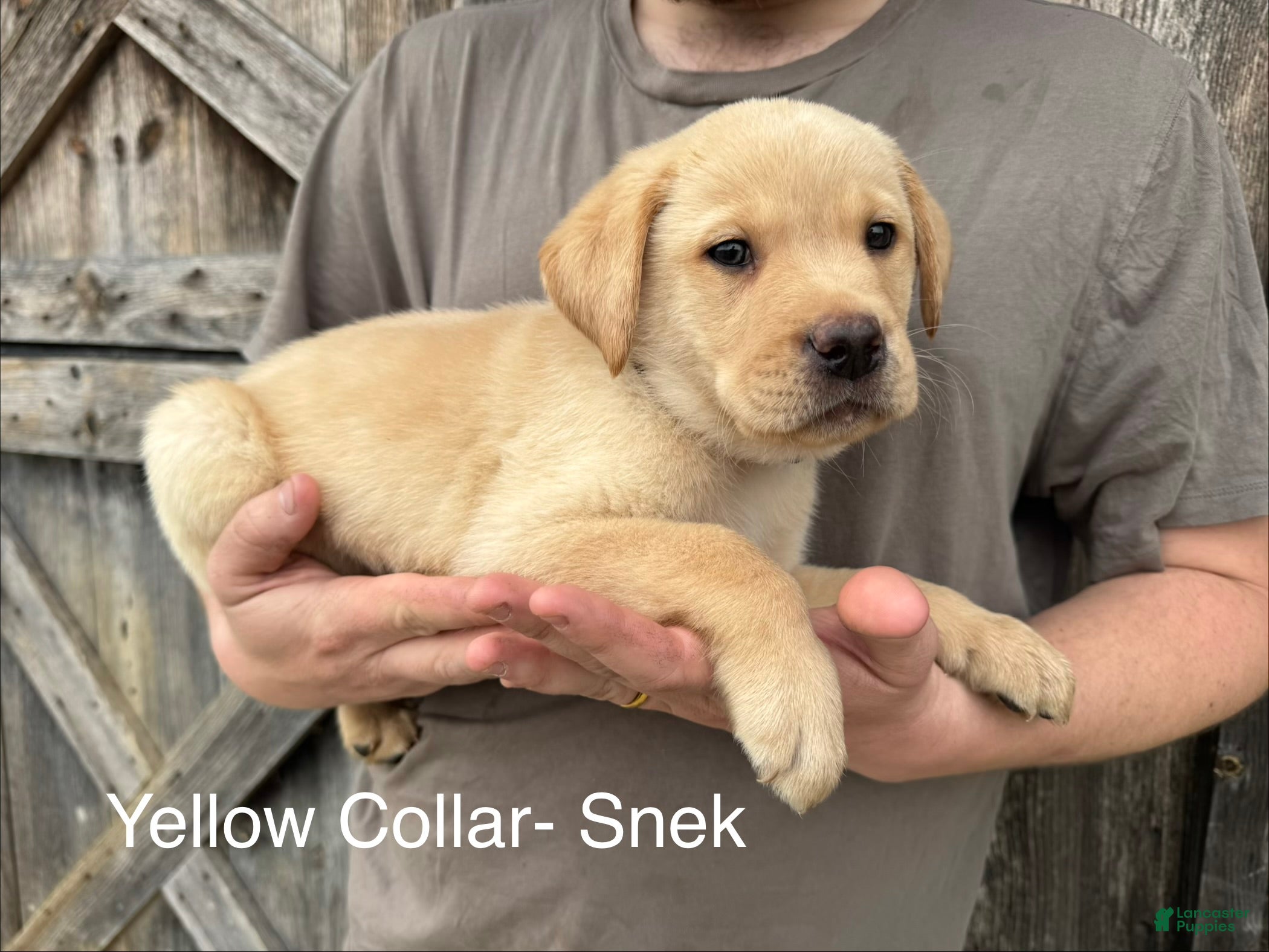Labrador Retriever dogs Snek- Yellow collar - Ad 7