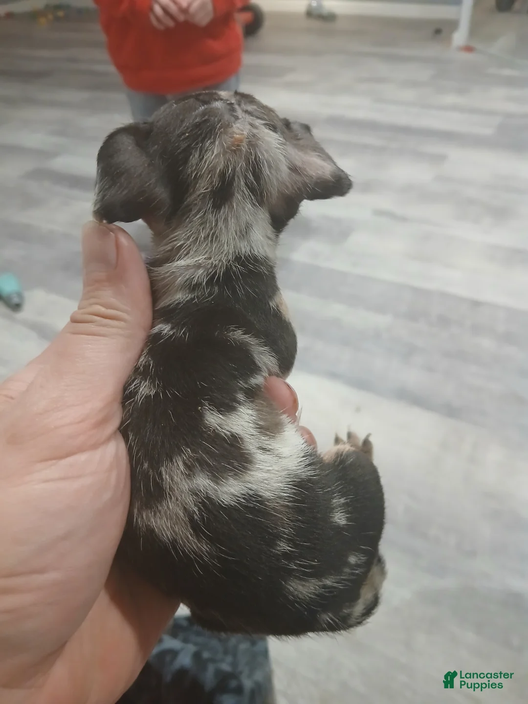 Chiweenie dogs for sale: Chiweenie Puppy 2 - Ad 2