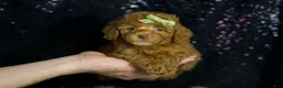 Toy Poodle dogs for sale: Fresno - Ad 2