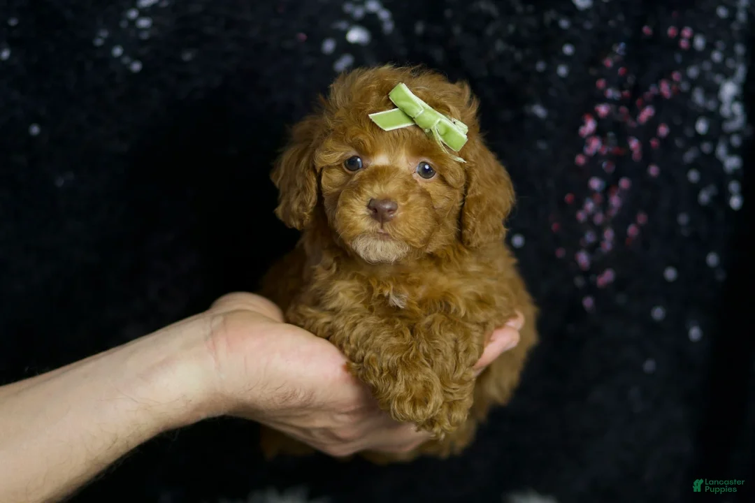 Toy Poodle dogs for sale: Fresno - Ad 2