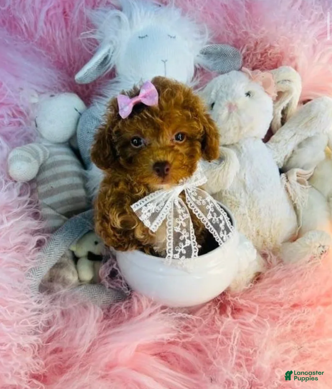 Toy Poodle dogs for sale: Toy Poodle 1 - Ad 2