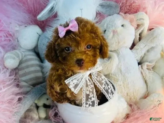 Toy Poodle dogs for sale: Toy Poodle 1 - Ad 2