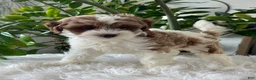 Cavapoo dogs for sale: Demi  - Ad 1