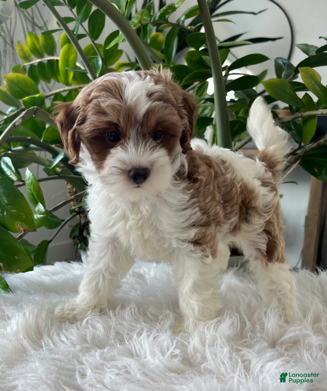 Cavapoo dogs for sale: Demi  - Ad 1
