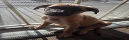 Mixed Breed dogs for sale: Koko - Ad 5