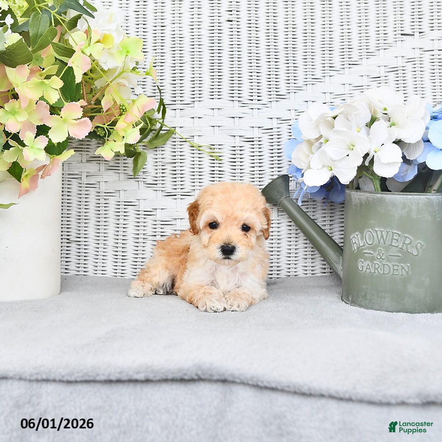 Mini Aussiedoodle dogs for sale: Buddy - Ad 4