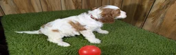 Cavapoo dogs for sale: LaRaes Girl - Ad 4