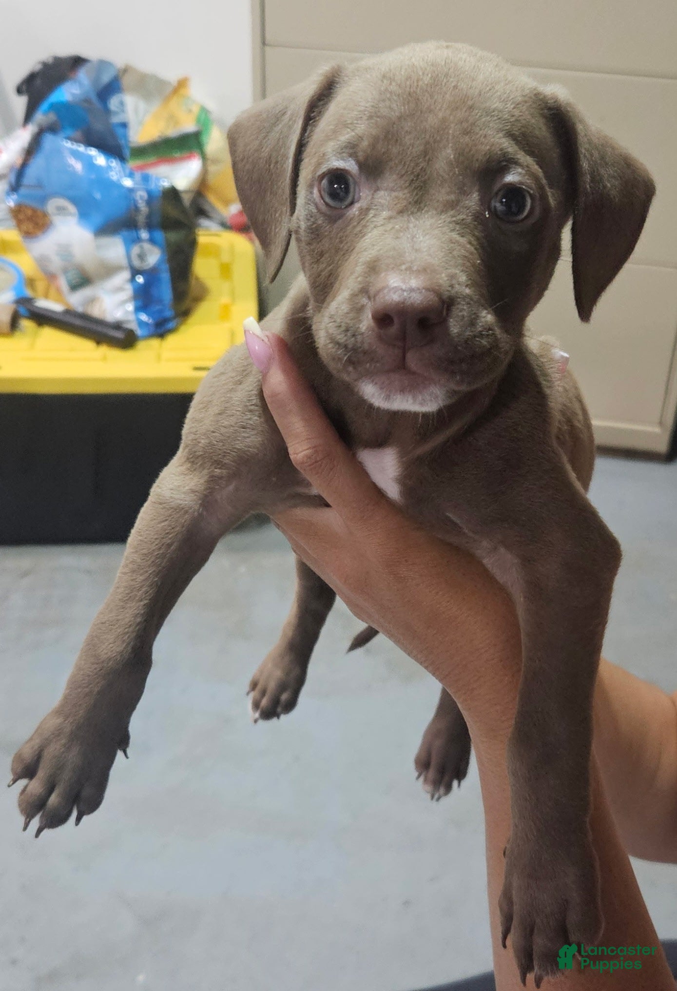 American Staffordshire Terrier dogs American Staffordshire Terrier 1 All chocolate - Ad 19