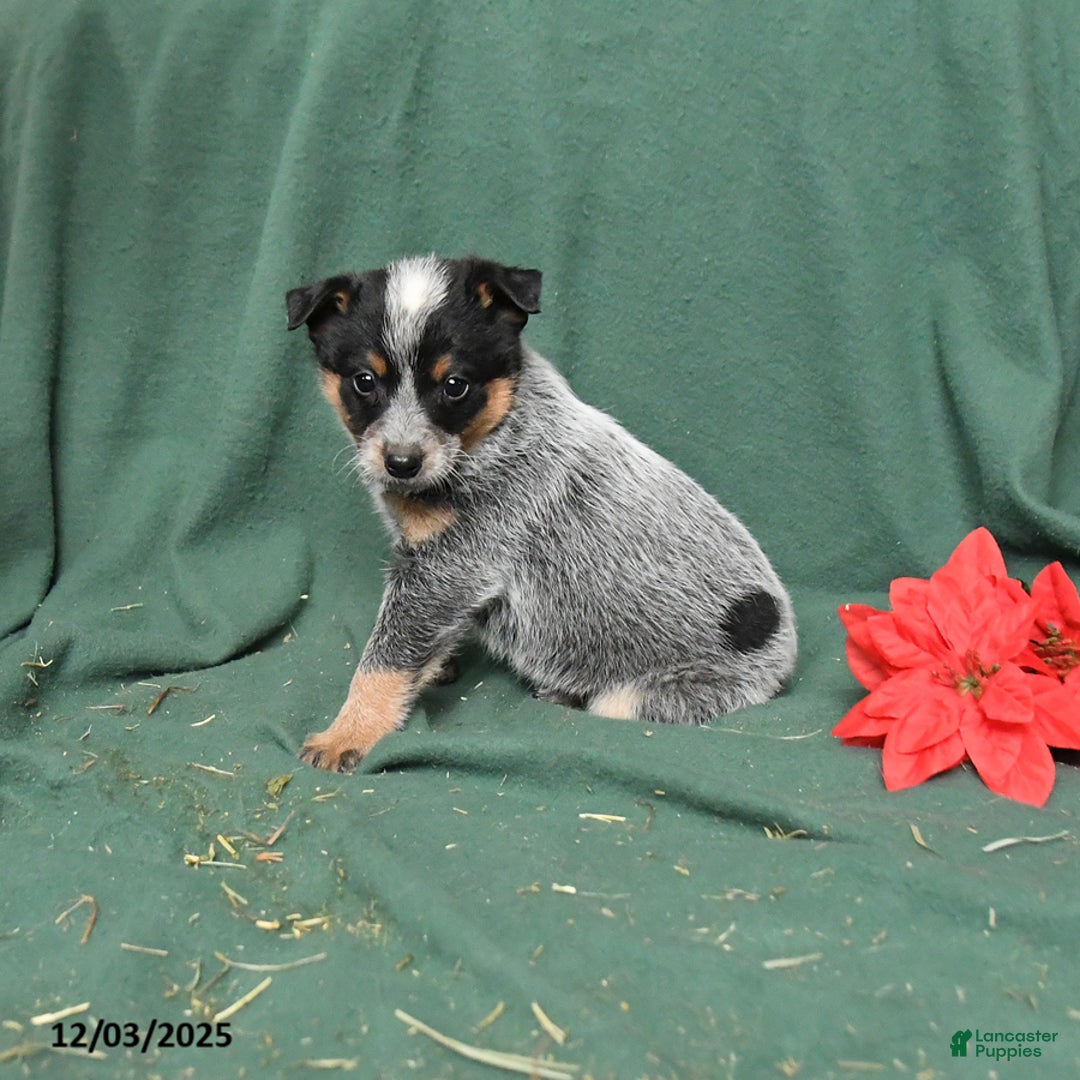 Australian Cattle Dog dogs for sale: Otis - Ad 1
