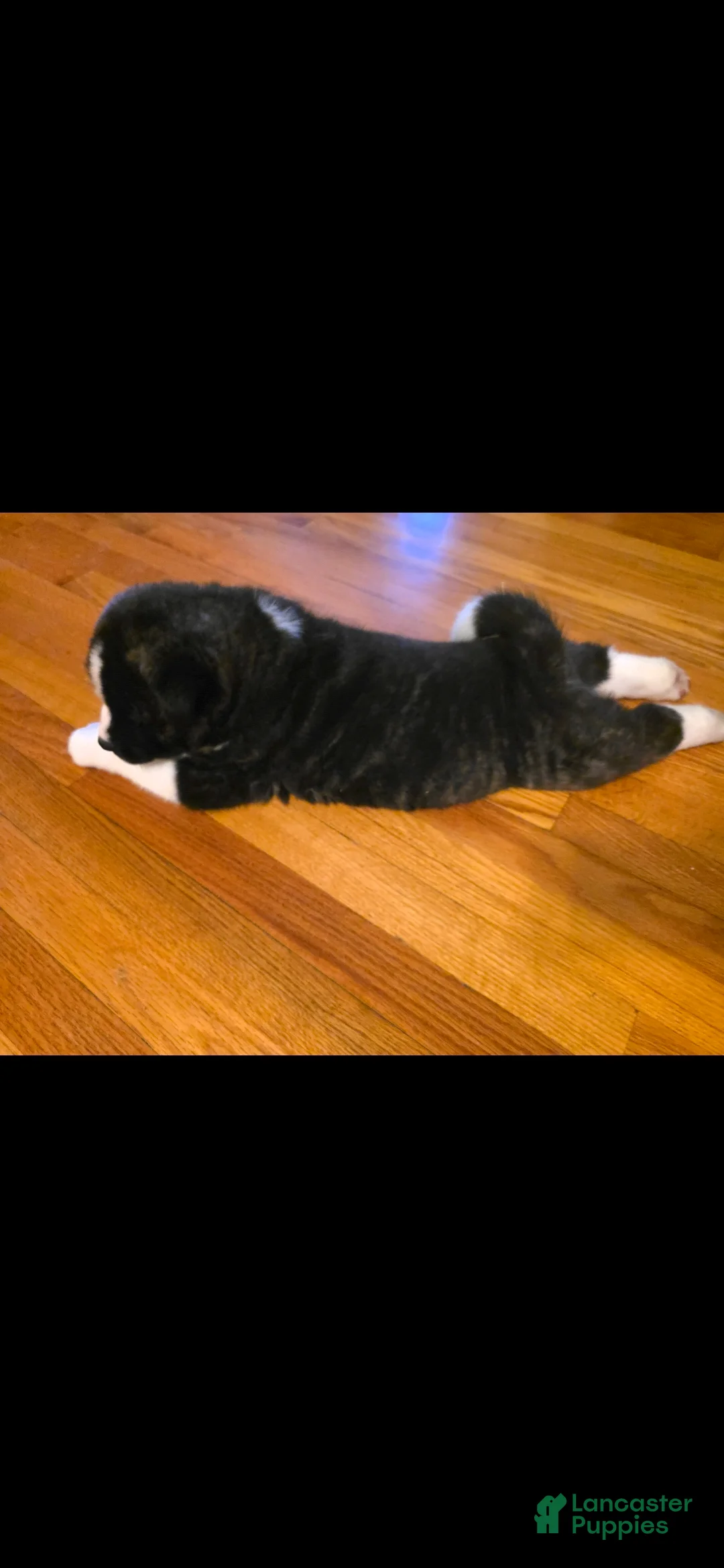 Akita dogs for sale: AKC Lucky - Ad 18