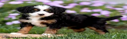 Mini Bernedoodle dogs for sale: Georgia - Ad 4
