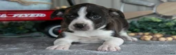 Mixed Breed dogs for sale: Stacy - Ad 2