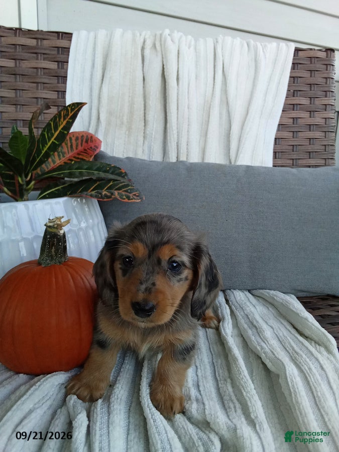 Miniature Dachshund dogs Jewels - Ad 1