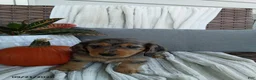 Miniature Dachshund dogs for sale: Jewels - Ad 1