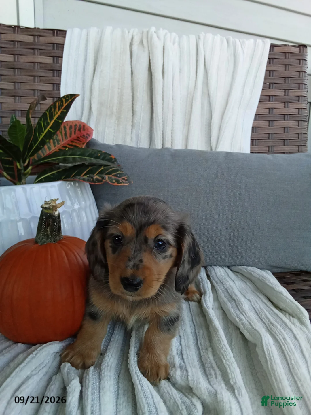 Miniature Dachshund dogs for sale: Jewels - Ad 1