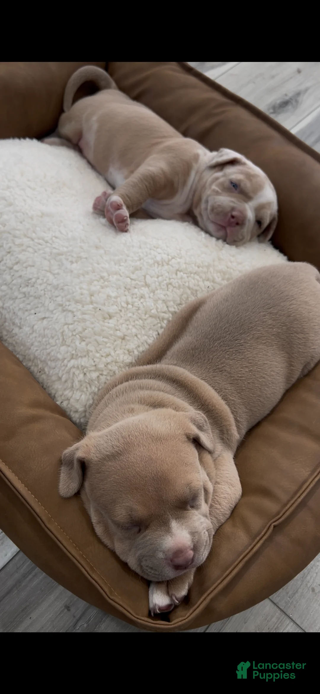 American Bully dogs for sale: Tony - Ad 2