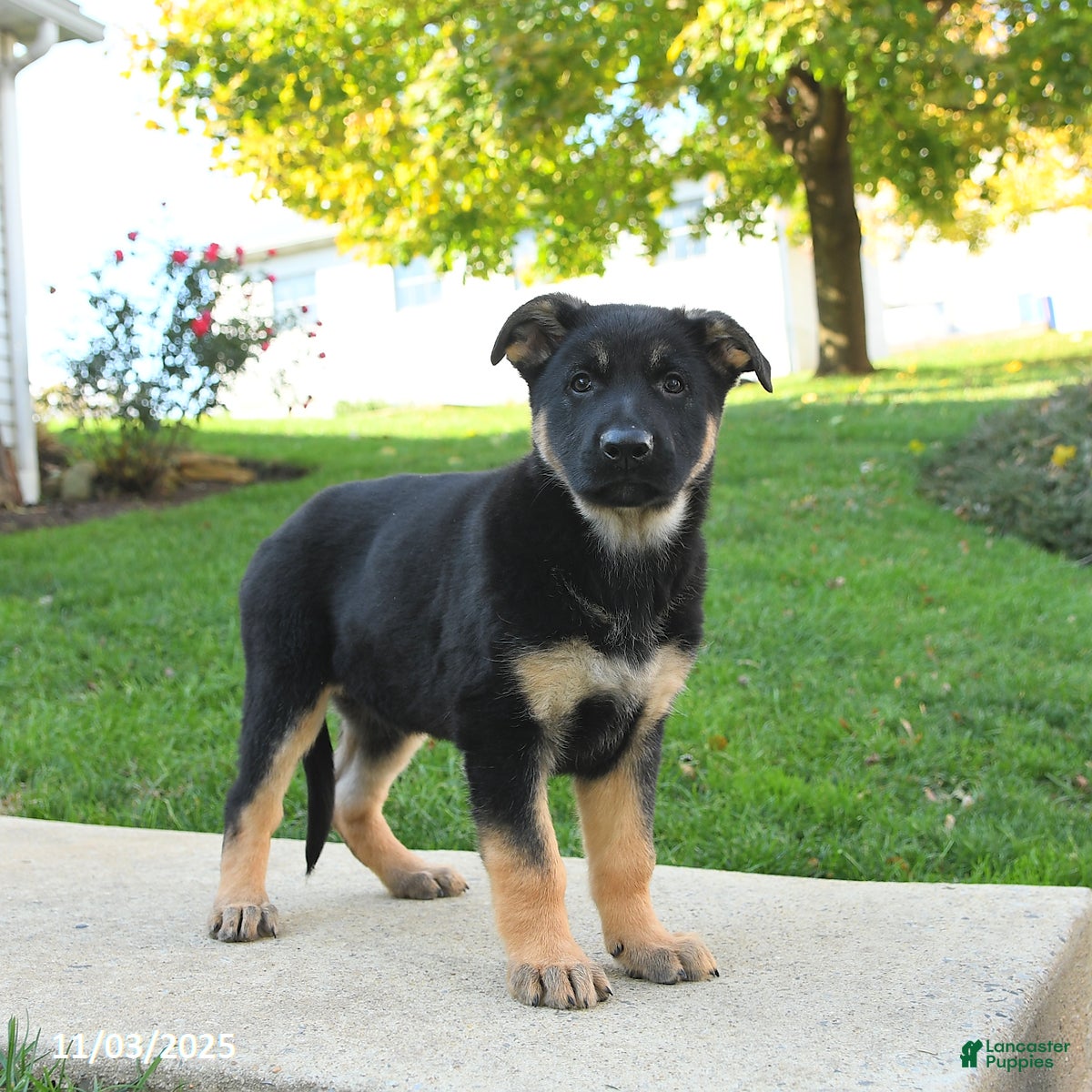 German Shepherd dogs Rain - Ad 3