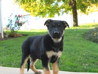 German Shepherd dogs Rain - Ad 3