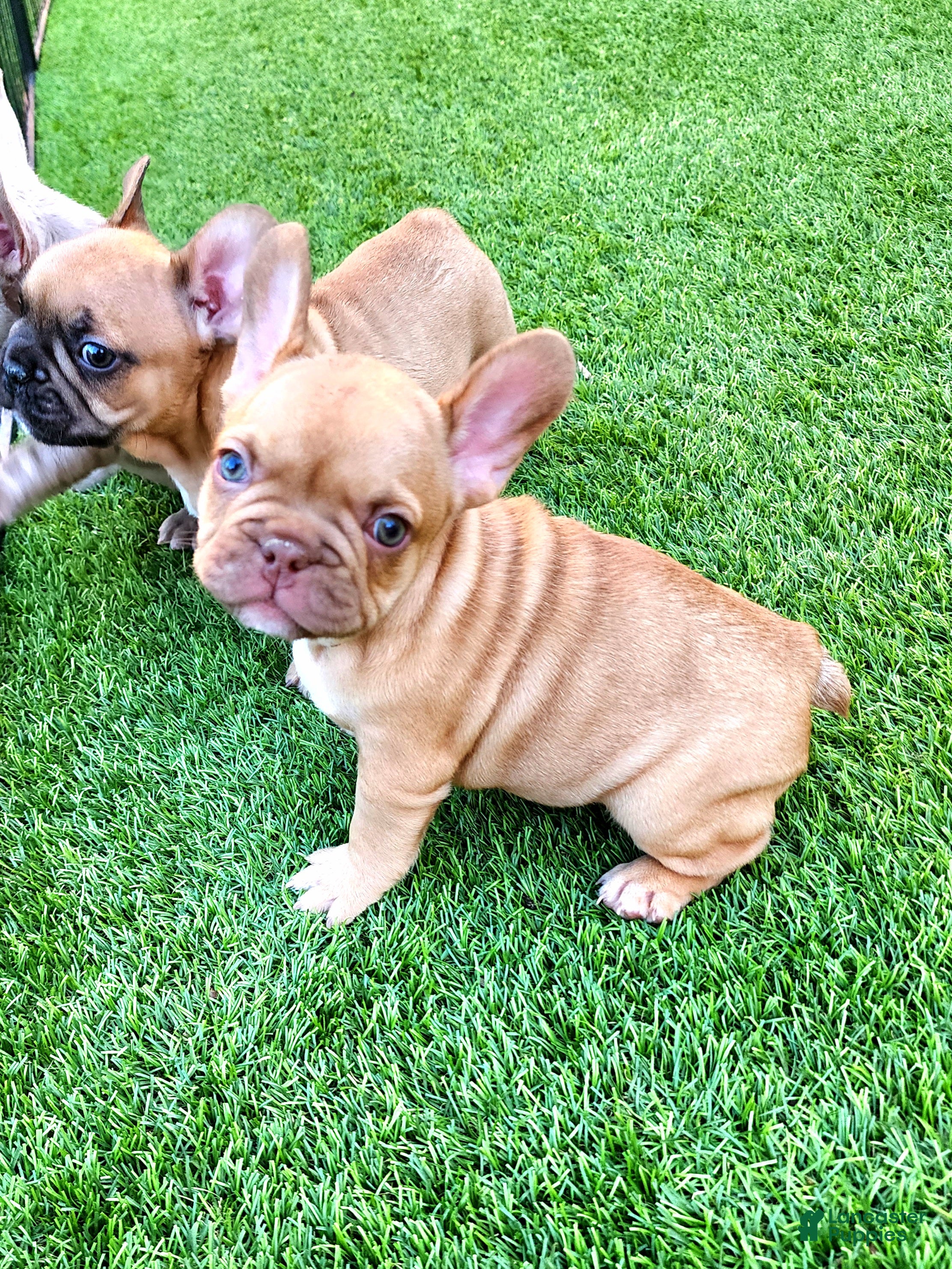 French Bulldog dogs Molly - Ad 1