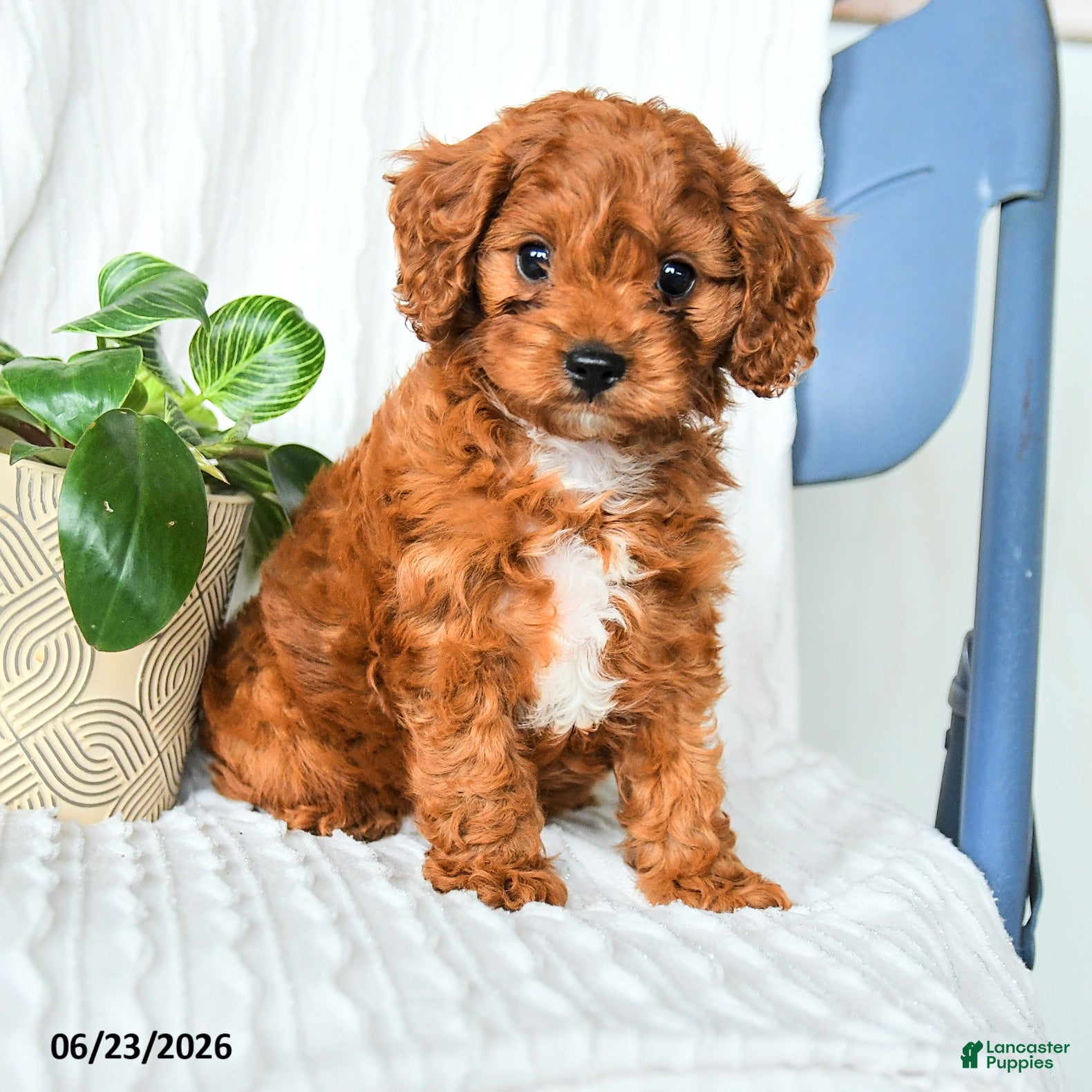 Cavapoo dogs Fernando - Ad 2