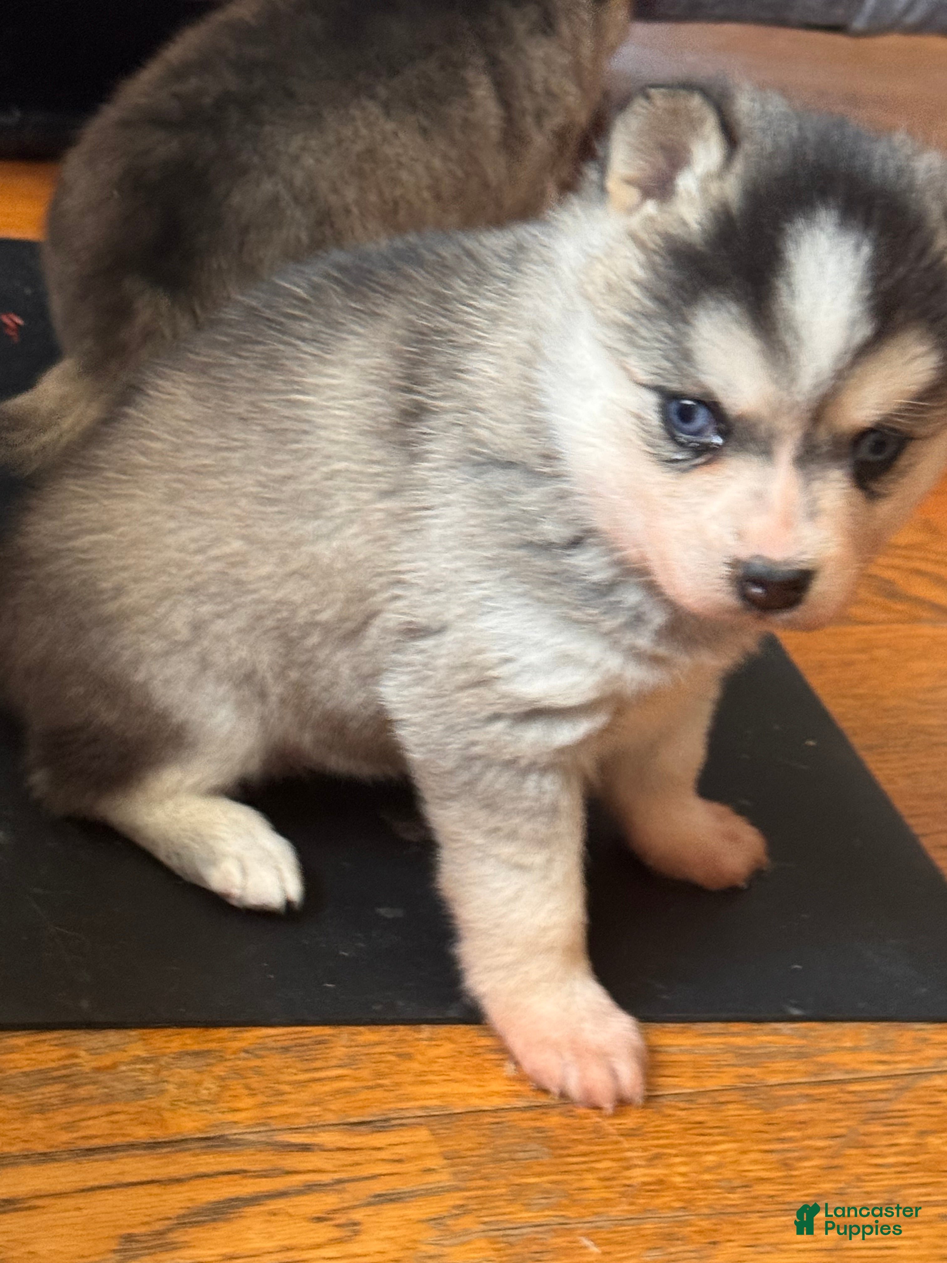 Alaskan Klee Kai dogs Kenny - Ad 2