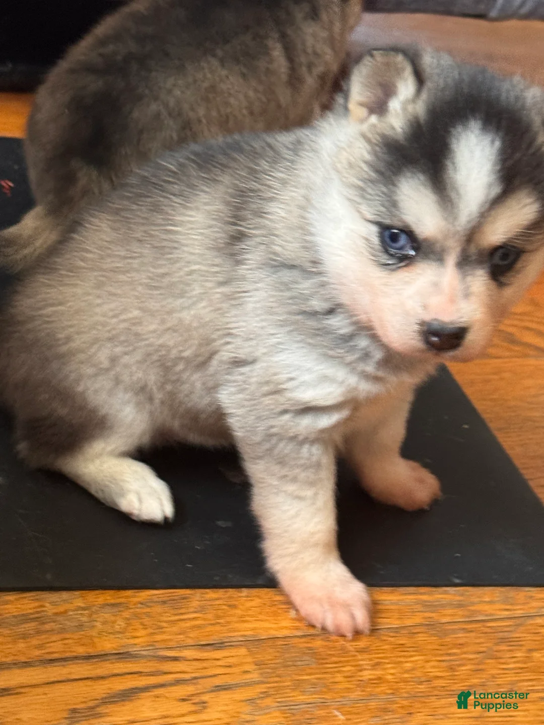 Alaskan Klee Kai dogs for sale: Kenny - Ad 1