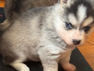 Alaskan Klee Kai dogs Kenny - Ad 2