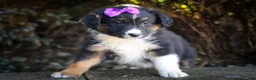 Mini Aussiedoodle dogs for sale: Larson🐾 - Ad 8