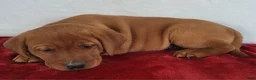 Labrador Retriever dogs for sale: Rusty - Ad 5