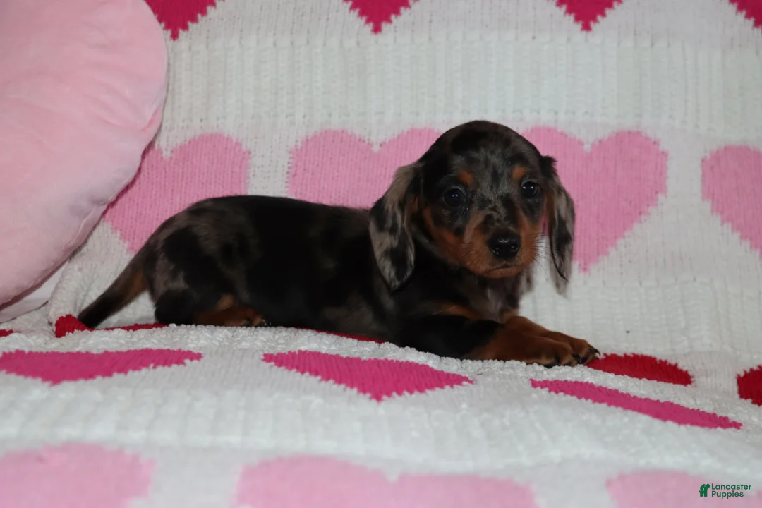 Miniature Dachshund dogs for sale: Mandie - Ad 5