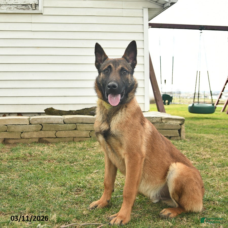 Belgian Malinois dogs Pablo  - Ad 1