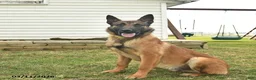 Belgian Malinois dogs for sale: Pablo  - Ad 1