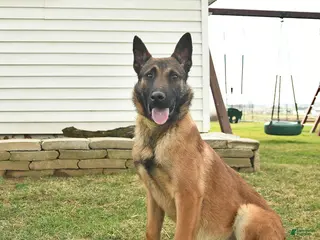 Belgian Malinois dogs for sale: Pablo - Ad 2