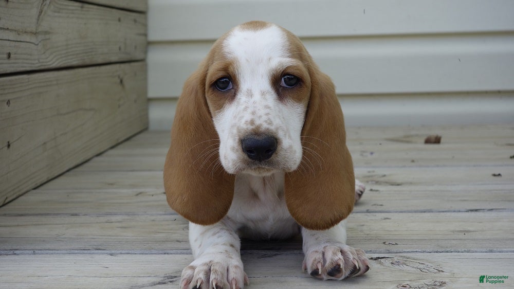Basset Hound dogs Ella - Ad 1