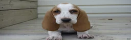 Basset Hound dogs for sale: Ella - Ad 1