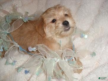 Shorkie dogs Shorkie 1 - Ad 2